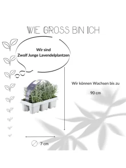 24 blaue Lavendelpflanzen winterhart