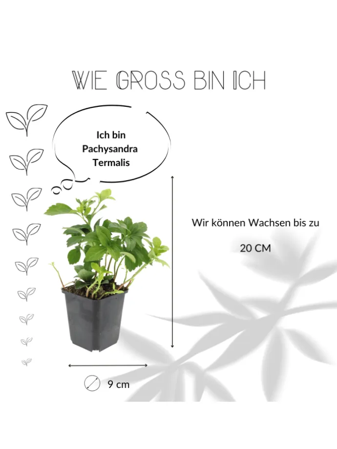 12 Dickmannskraut pflanzen Pachysandra terminalis