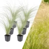 6 Federgraspflanzen  Stipa tenuissima 'Ponytails'