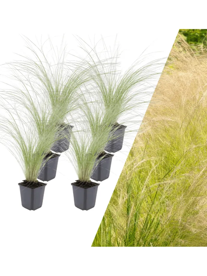6 Federgraspflanzen Stipa tenuissima 'Ponytails'