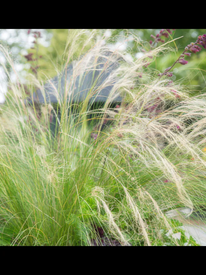 6 Federgraspflanzen Stipa tenuissima 'Ponytails'