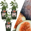 3 Feigenbaum-Pflanzen