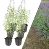 6 Katzenminze-Pflanzen  Nepeta 'Walker's Low'