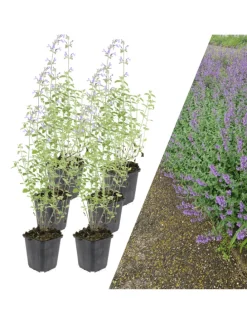 6 Katzenminze-Pflanzen  Nepeta 'Walker's Low'