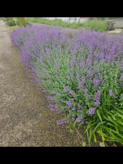 6 Katzenminze-Pflanzen  Nepeta 'Walker's Low'