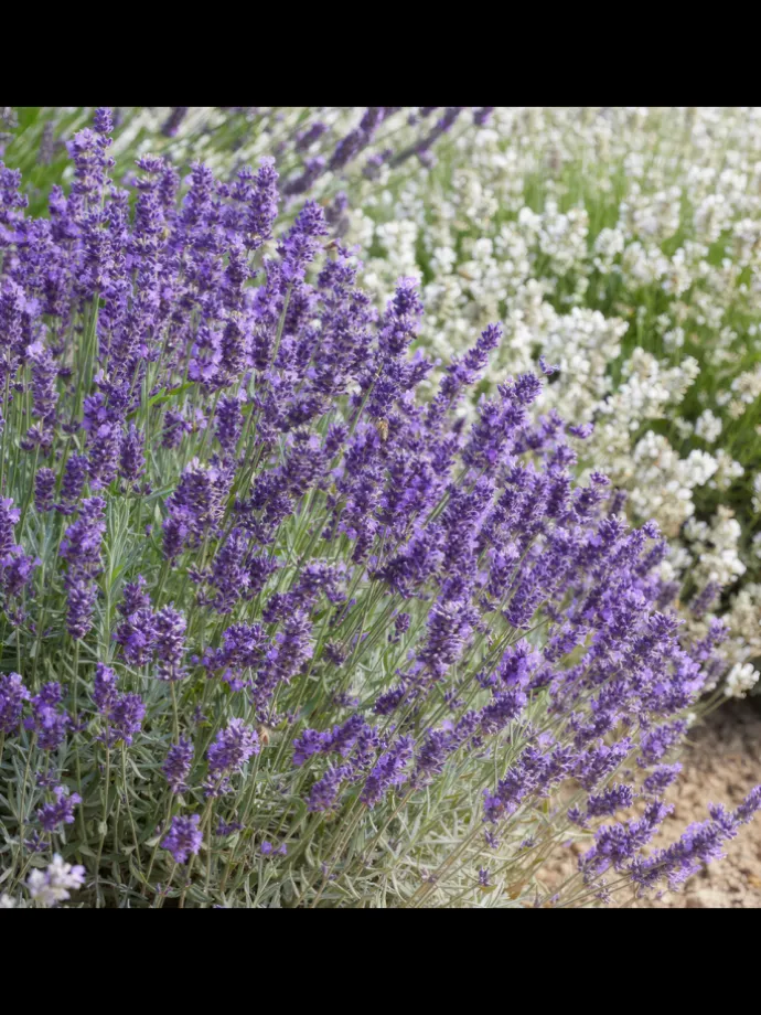 3 Lavendelpflanzen Lavandula angustifolia 'Hidcote'