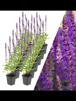 12 Salbei pflanzen  Salvia nemorosa 'Ostfriesland'