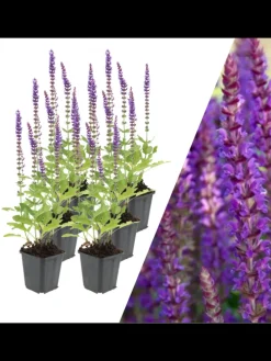6 Salbei pflanzen  Salvia nemorosa 'Ostfriesland'