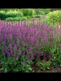 6 Salbei pflanzen  Salvia nemorosa 'Ostfriesland'