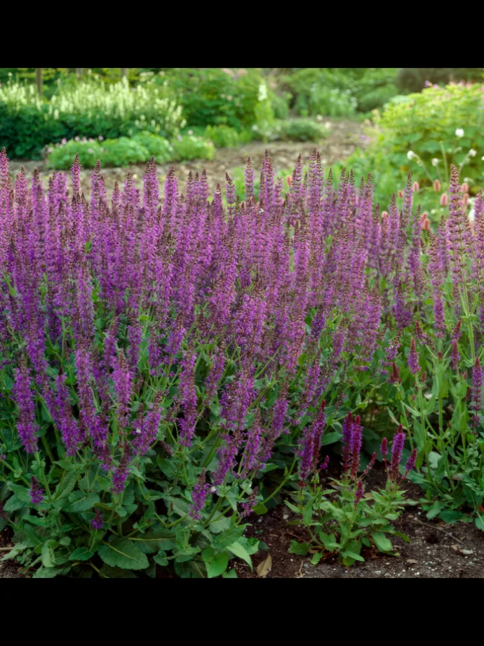 6 Salbei pflanzen Salvia nemorosa 'Ostfriesland'