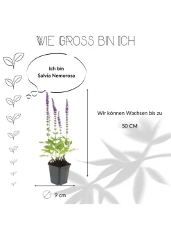 6 Salbei pflanzen Salvia nemorosa 'Ostfriesland'