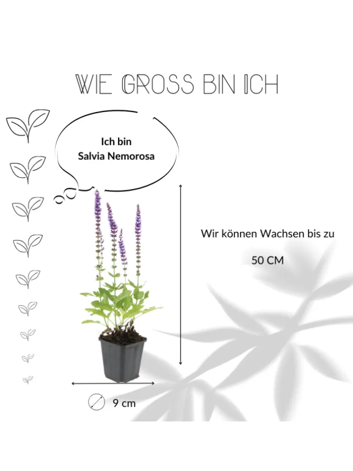 6 Salbei pflanzen Salvia nemorosa 'Ostfriesland'