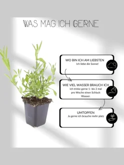 6 Salbei pflanzen Salvia nemorosa 'Ostfriesland'