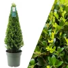 Echte Stechpalme pyramidenförmig  1x Ilex crenata 'Jenny' pyramidenförmig