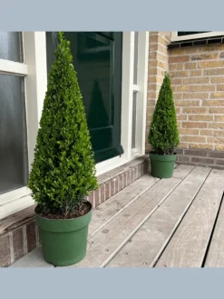 Echte Stechpalme pyramidenförmig  1x Ilex crenata 'Jenny' pyramidenförmig
