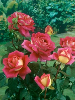 4er-Set: Duftende großblumige Gartenrosen in Bunt