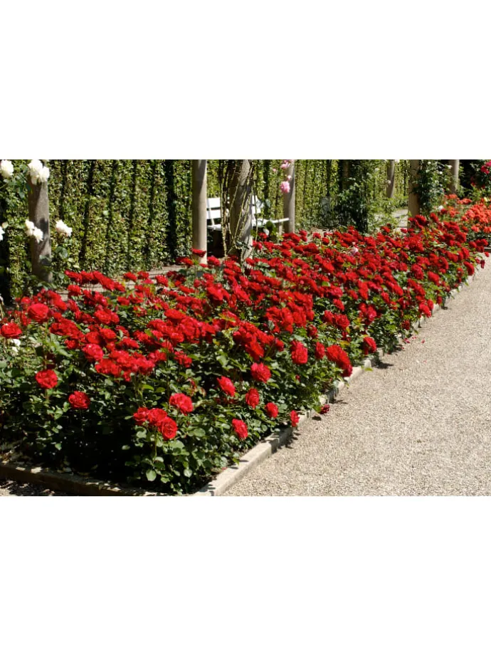 4er-Set: Duftende großblumige Gartenrosen in Bunt
