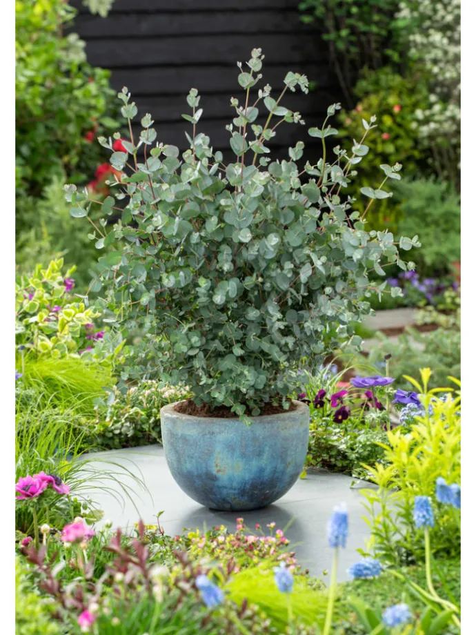 2er-Set: Eucalyptus gunnii Azura am Stamm