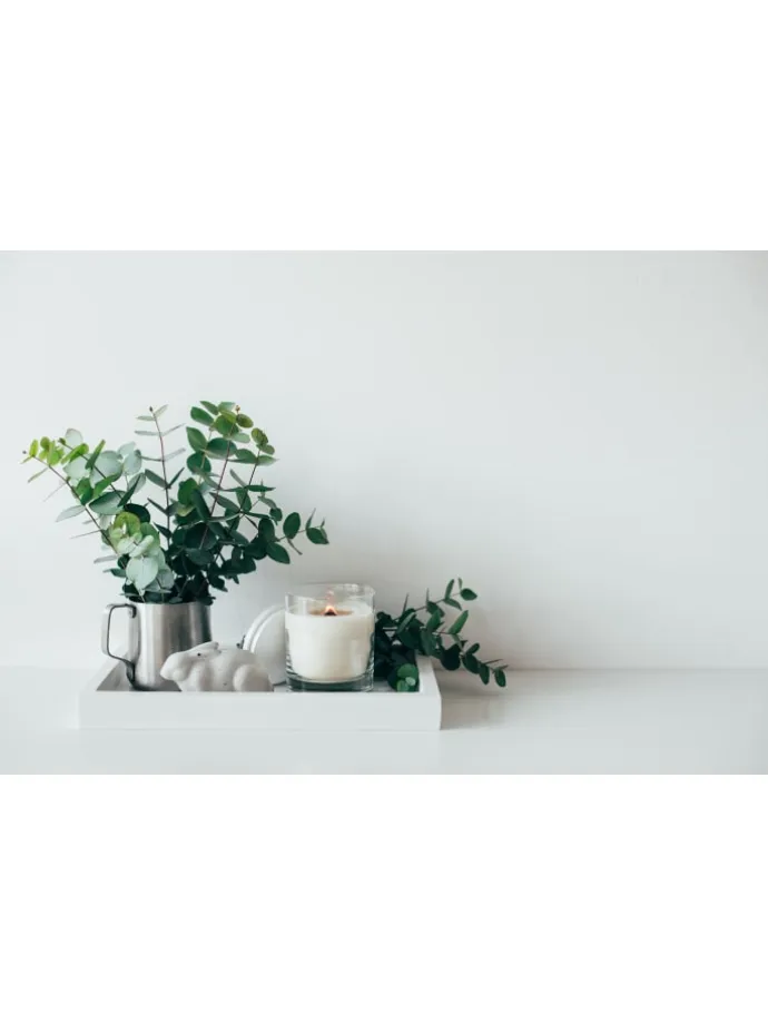 2er-Set: Eucalyptus gunnii Azura am Stamm