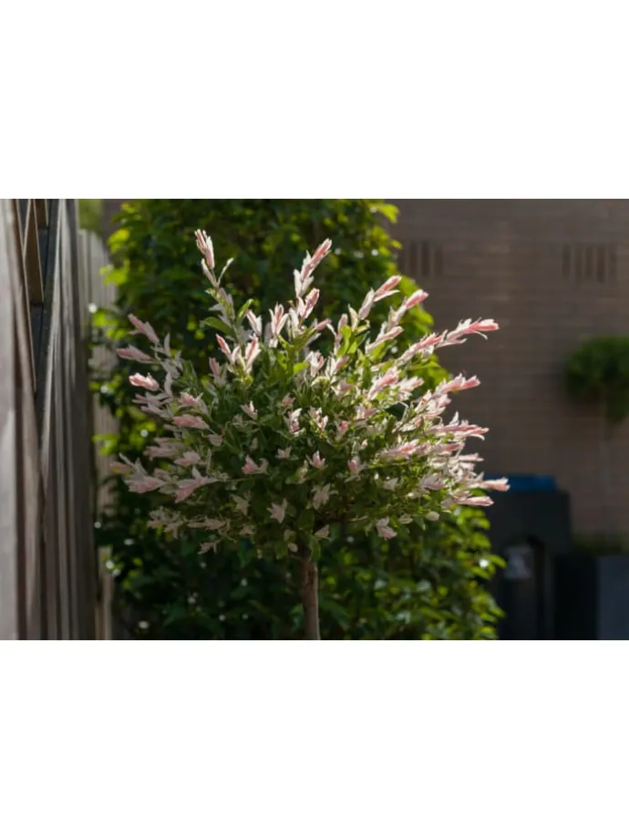 2er-Set: Salix integra "Flamingo" auf Stamm in Rosa