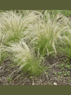 8er-Set: Stipa Zwerg-Federgras