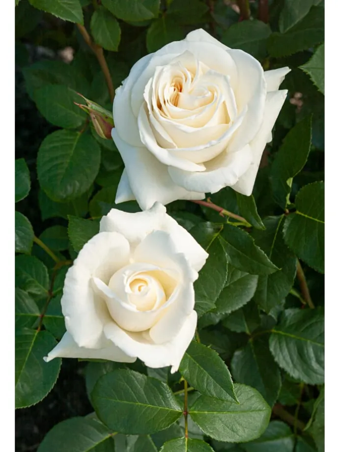 3er-Set: XXL Großblütige Stielrosen in Weiß/ Rot/ Rosa