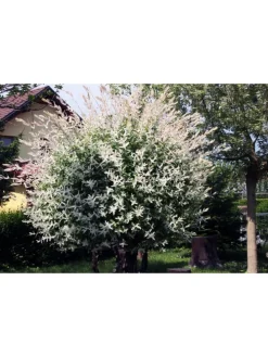 4er-Set: XXL Salix Hakuro Nishiki in Rosa