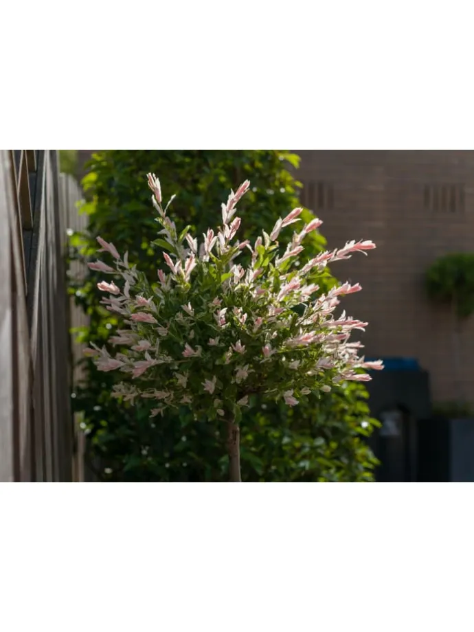 4er-Set: XXL Salix Hakuro Nishiki in Rosa