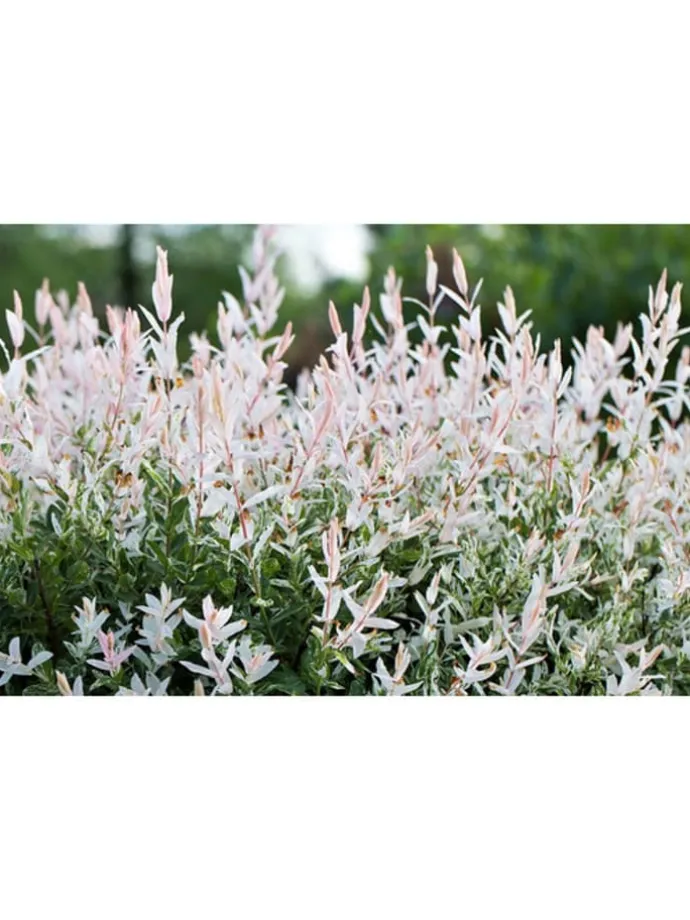 4er-Set: XXL Salix Hakuro Nishiki in Rosa