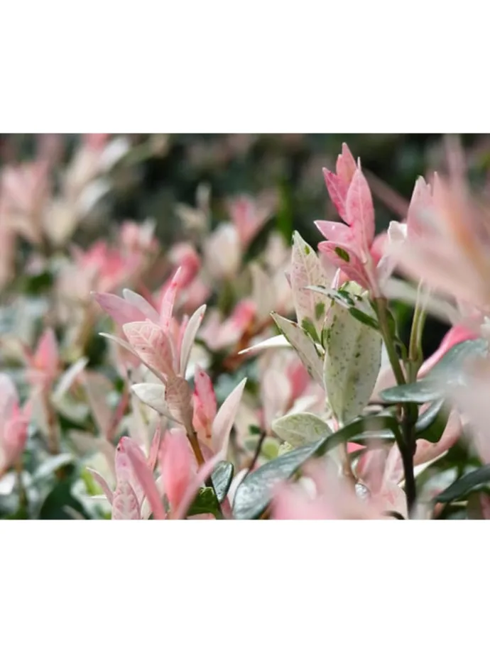 4er-Set: XXL Salix Hakuro Nishiki in Rosa