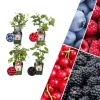 Fruchtparadies BIO-Obstpflanzen-Mix-Set mit 4 verschiedenen Sorten