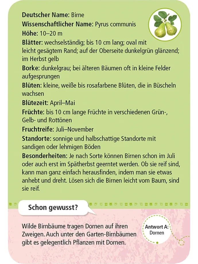 Kartenset "50 heimische Garten- & Feldpflanzen" - ab 6 Jahren