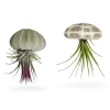 Seeigelgehäuse mit echter Tillandsia 2 er Set