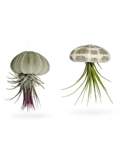 Seeigelgehäuse mit echter Tillandsia 2 er Set