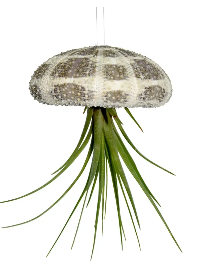 Seeigelgehäuse mit echter Tillandsia 2 er Set