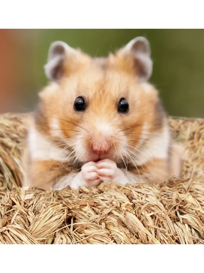 5-tlg. Hamsterzubehör in Natur