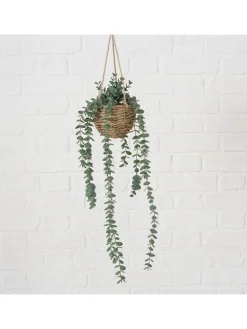 Topfpflanze "Eukalyptus" in Grün/ Hellbraun - (H)78 cm